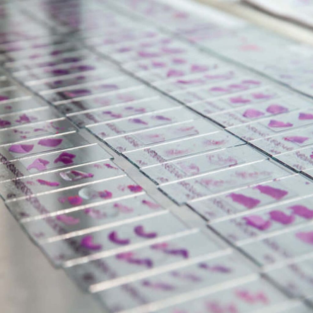 category microscope slides